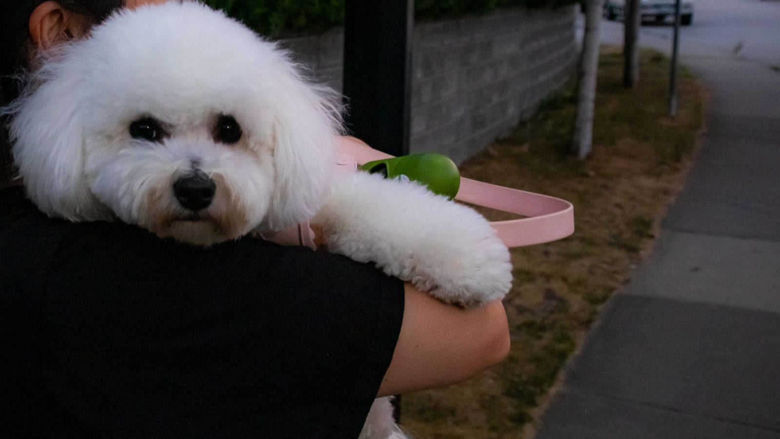 Enjoying Hot Summer Months Safely: Walking Your Bichon in the Heat