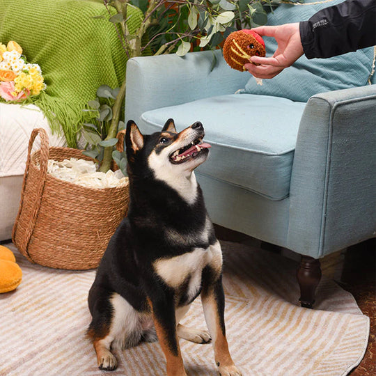 HugSmart Pet - Food Party – Spaghetti Meatball