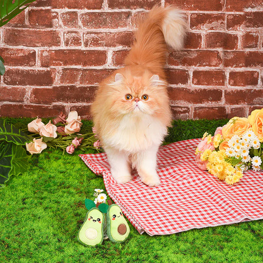 Hugsmart Pet - Crazy Catcher - Avocado Pack