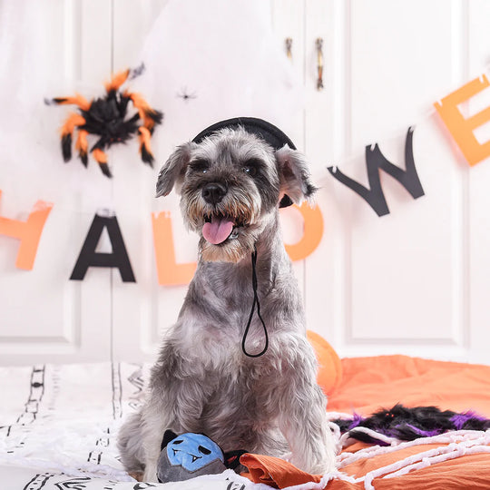 Hugsmart Pet - Howloween Night - Vampire