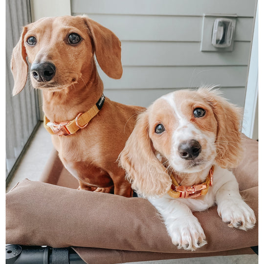 Sassy Woof - Sunflower Fields' Dog Collar