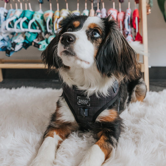 Sassy Woof - Baby got Black' Adjustable Dog Harness