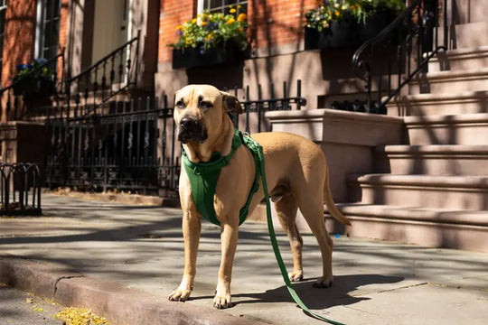 Dog Harness - Green#color_green