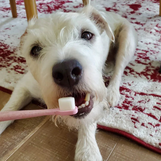 Wag & Bright - Puppy Polisher Mini Eco Toothbrush
