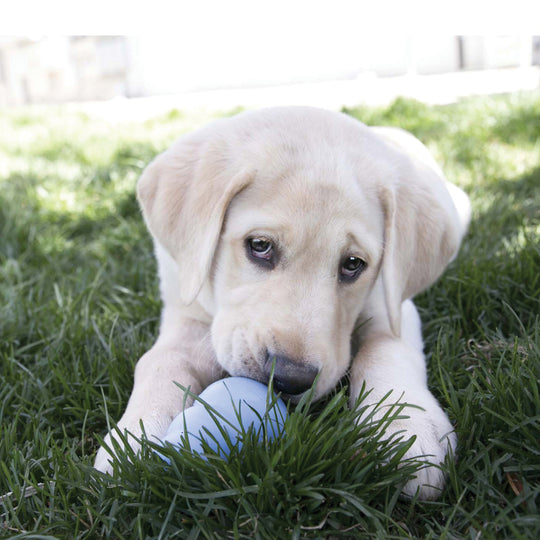 KONG® - Kong Snacks - Puppy