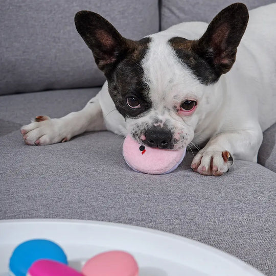 HugSmart Pet - Pooch Sweets | Macarons