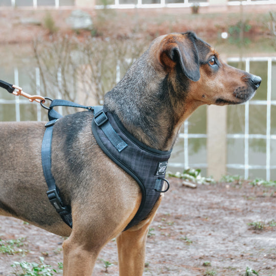 Sassy Woof - Baby got Black' Adjustable Dog Harness