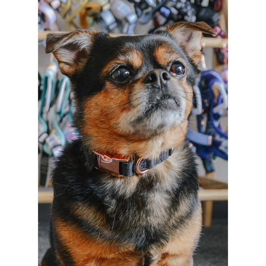 Sassy Woof - Baby got Black' Dog Collar