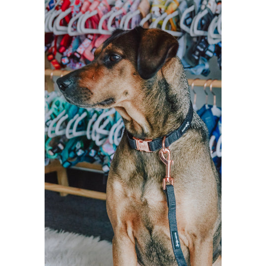 Sassy Woof - Baby got Black' Dog Fabric Leash