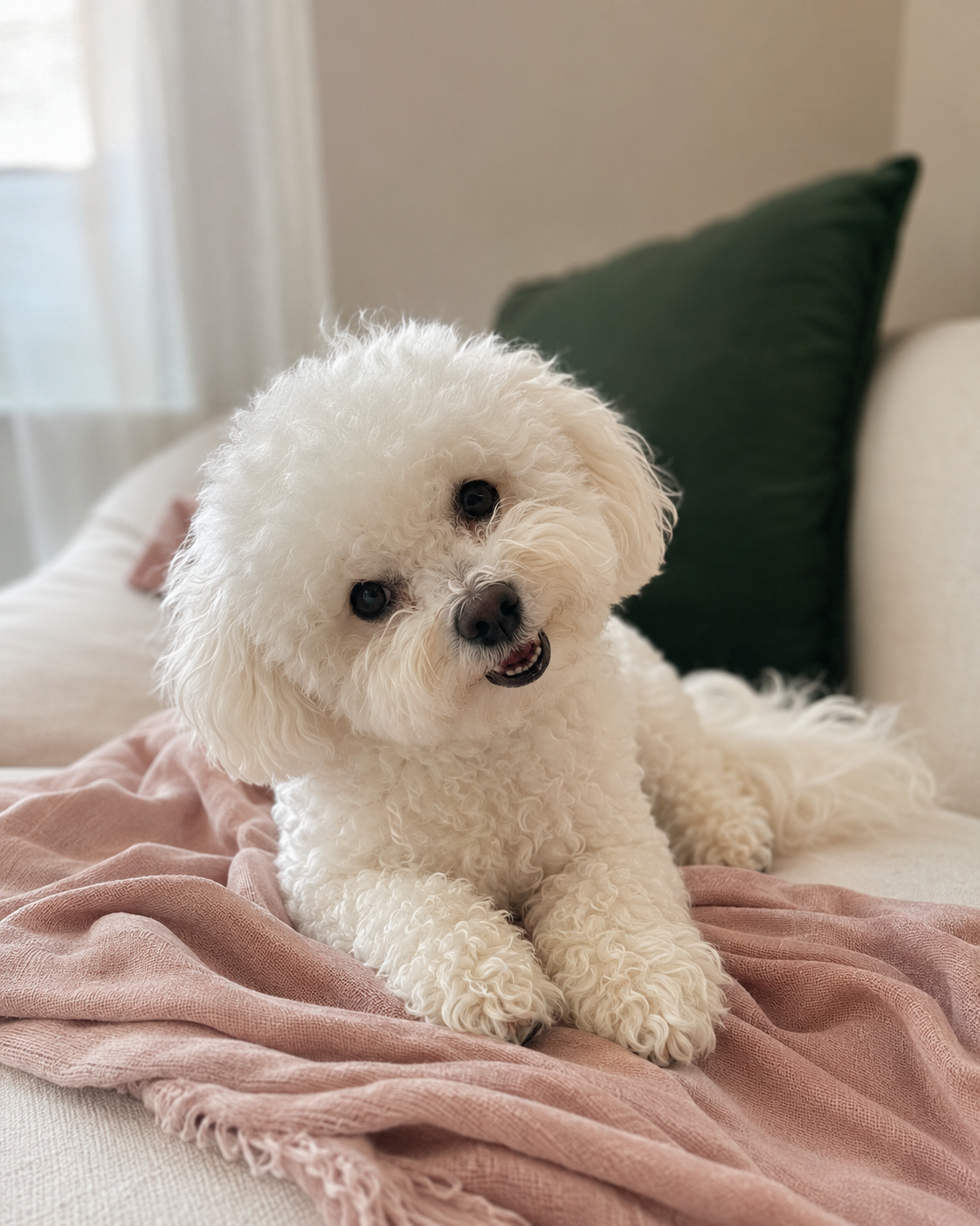 Coco the Bichon Frise relaxing on a blush blanket