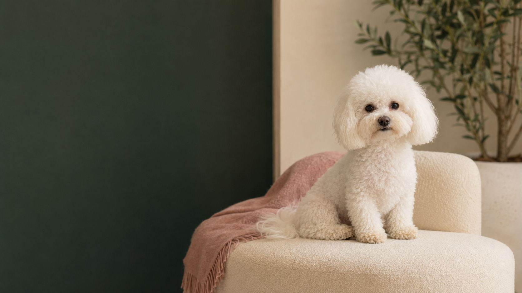 Coco the Bichon Frise sitting on a cream chair in the Bichon Boutique colours