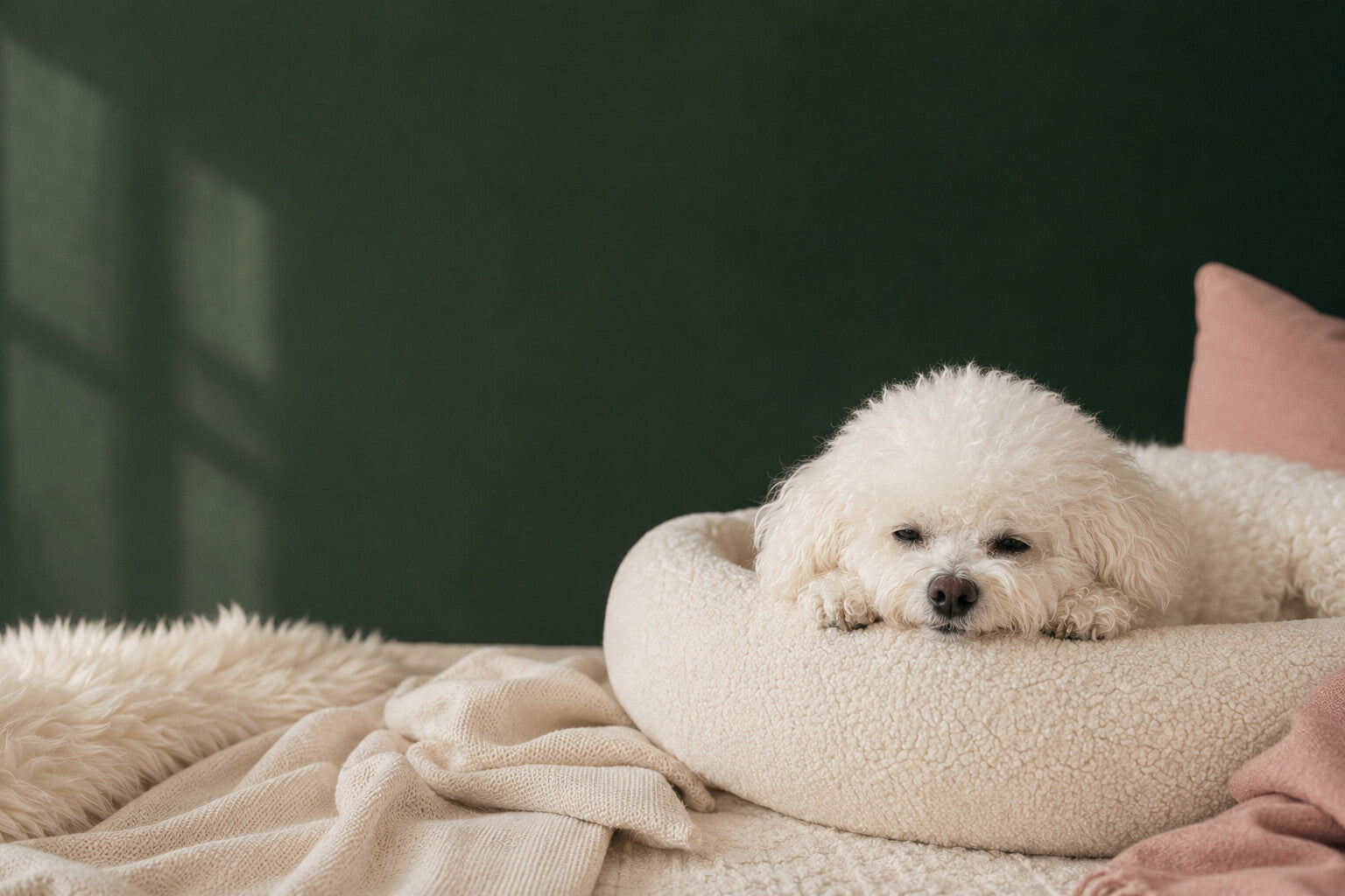 Coco resting in a comfortable small-dog bed