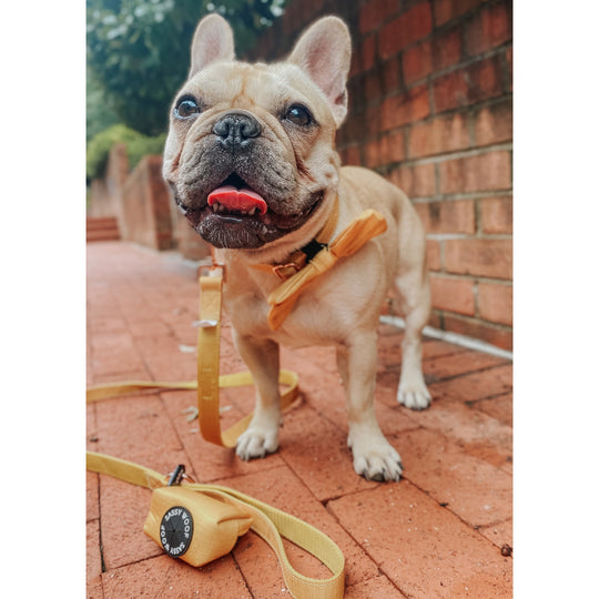 Sassy Woof - Sunflower Fields' Dog Collar