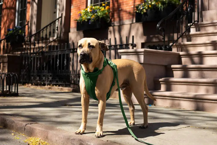 Buddy dog harness best sale