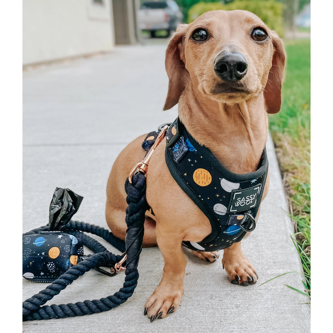 How to put on a rope dog harness cheap